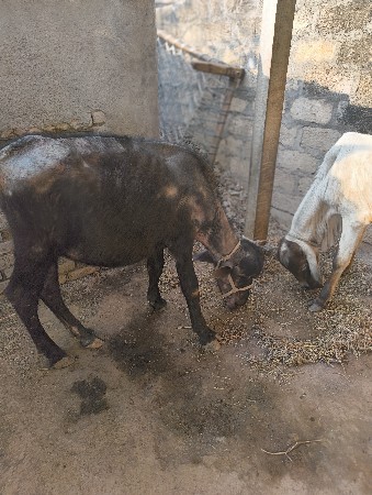 પાડી વેચવાની છે