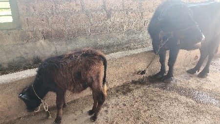 थंबनेल 2