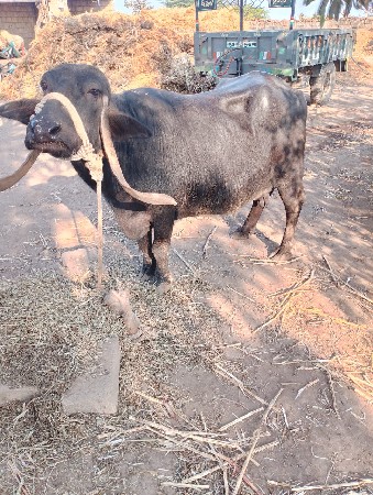 ભેંસ વેચવાની છે