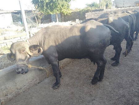 थंबनेल 2