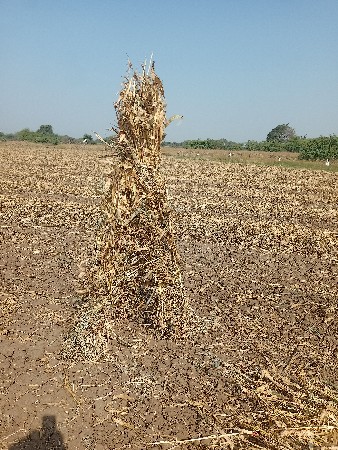જુવાર ની નીણ