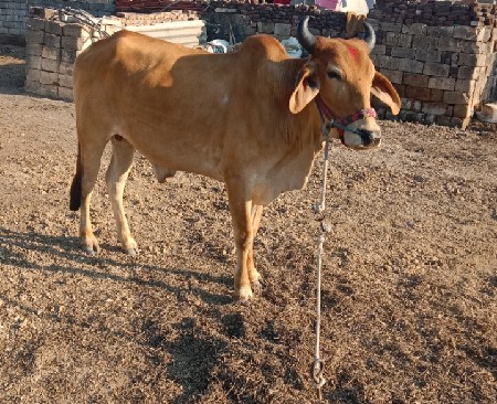 થંબનેલ 2