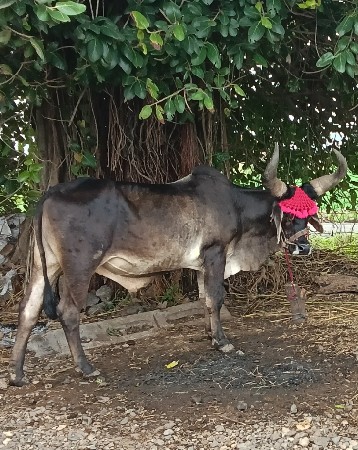 थंबनेल 2