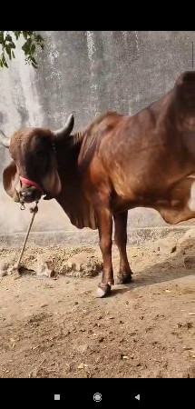 ગીર ગાય વેચવાની છે