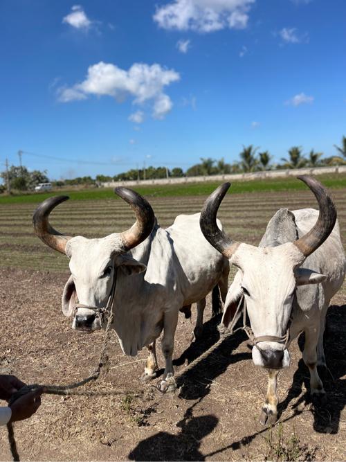 બળદ વેચવા ના છે