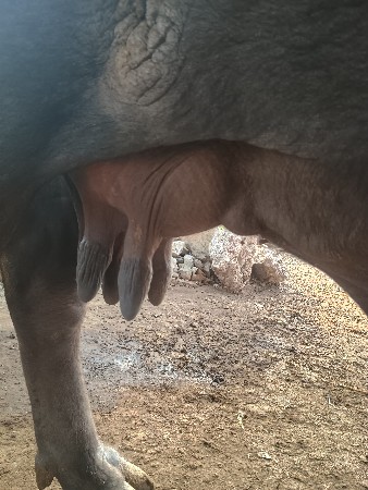 ભેંશ વેસની છે