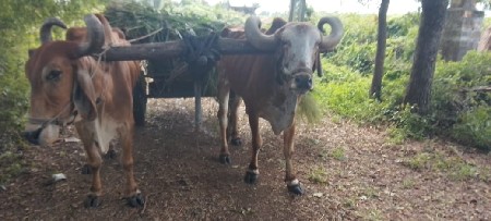 બરદવેશવાનાછે