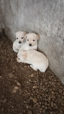 લેબ પપ્પી