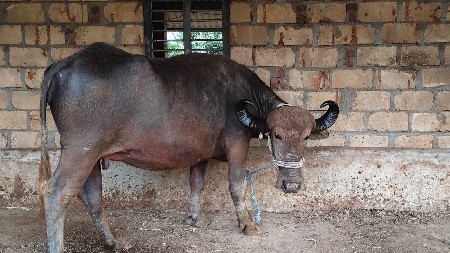 थंबनेल 3