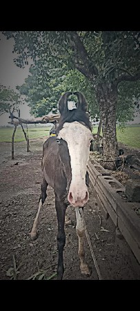 ઘોડો વેચવાનો છે