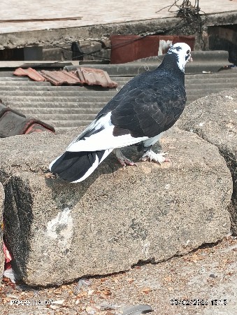 sata karva atva vesva na sae