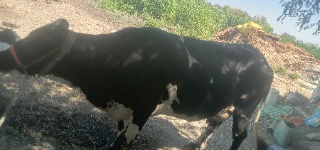 વેચવાની છે