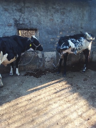 બે  હોડકી વેચવાની છે