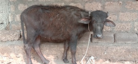 थंबनेल 2