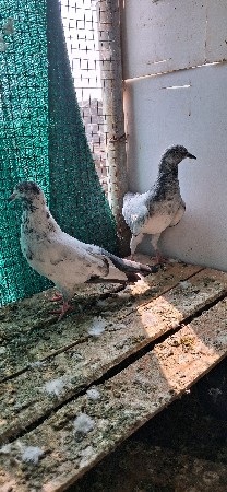 થંબનેલ 2