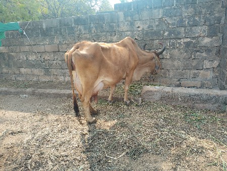 ગાય વેચવાની છે