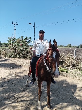 આ ઘોડી ના સાટા કરવાના છે