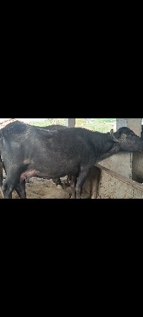 थंबनेल 3