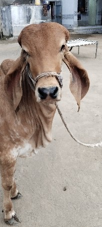 વાચડી વેચવા નિ છે