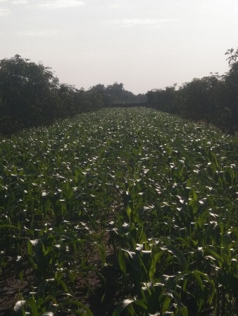 જમીન માં ભાગ્યું દેવા નુ છે