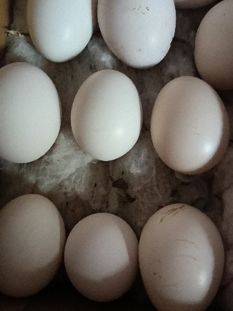 દેશી ઈડા વેચવા ના છે