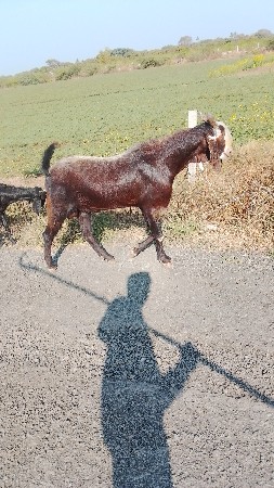 માળીયાહાટીના કાળા