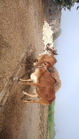 ગાડામાં હાલતા અને બેલી મા હાલતા