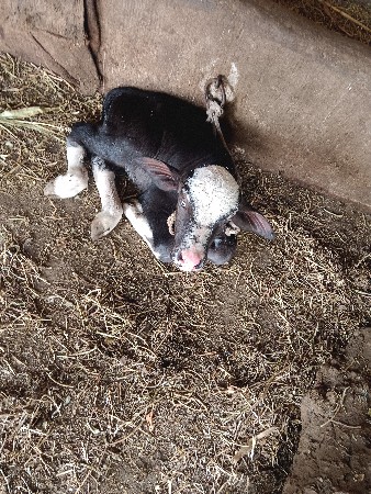 ભેંસ વેચવાની છે