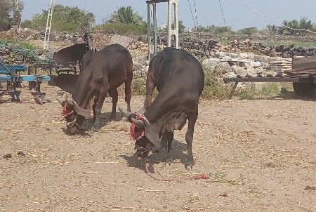 ગોઢલા વેચવા ના છે