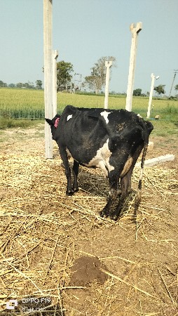 थंबनेल 4