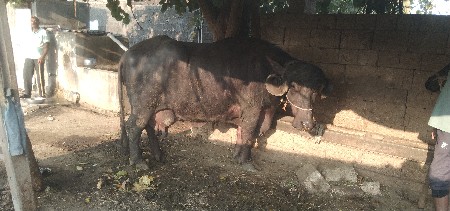 थंबनेल 2