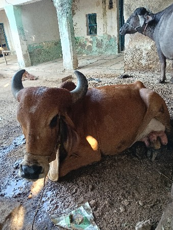 થંબનેલ 3