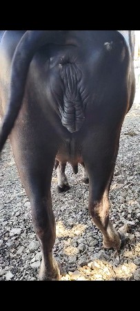 વેચવા ની છે