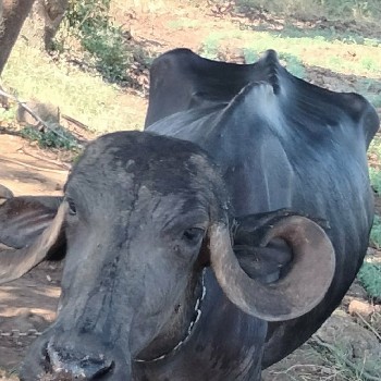 ત્રણ મહિના  ગાભણી