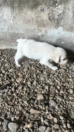 લેબરાડોર