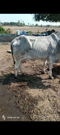 ગાય વેચવાની છે તાજી છે