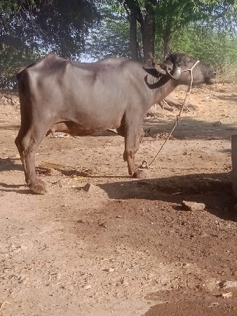 ભેંસ વેચવાની છે