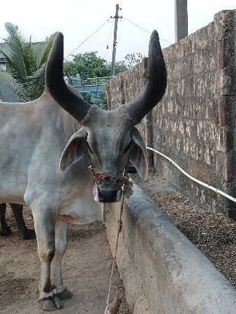 ગોઢલો વેચવાનો છે