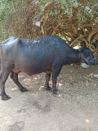 જાફરાબાદી ભેંસ વેચવાની છે