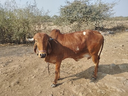 ગાય વેચવાની છે