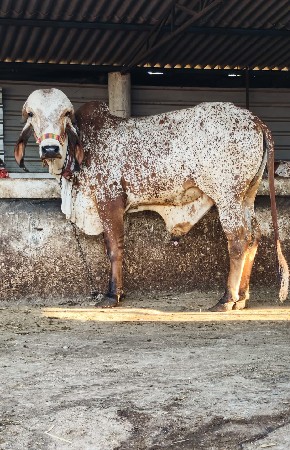 ગીર બુલ