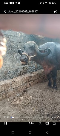 ભેંસ વેચવાની છે