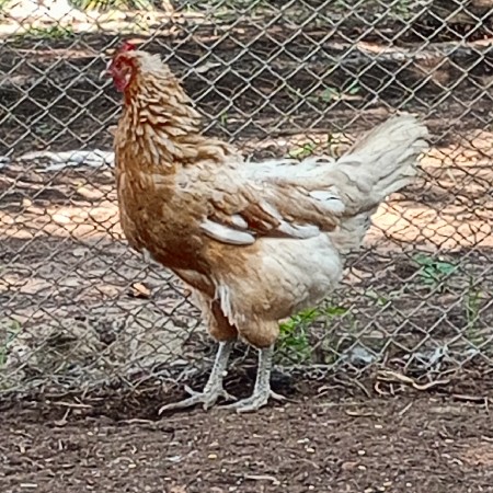 મુર્ગી.    વેચવાનીછે