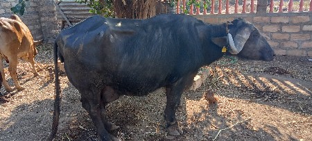 થંબનેલ 2