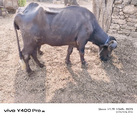 थंबनेल 3