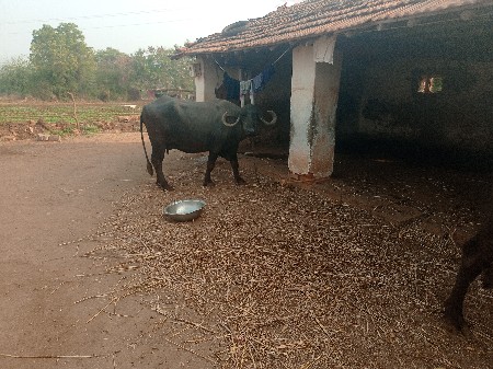 ભેશવેસવાનીશે  ફુલજવાબદારી