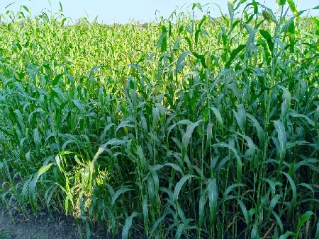 આ જુવાર વેચવાની છ