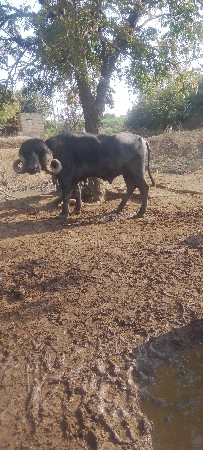 પાડો વેચવાનો છે બીજો વાળો