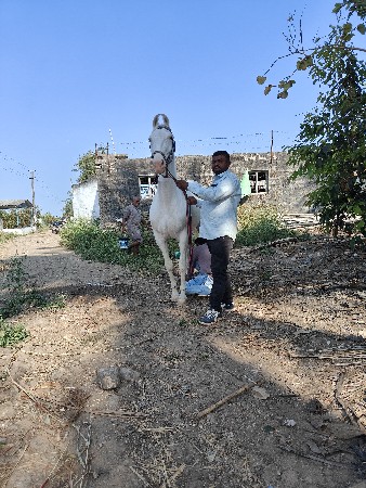 નુકરિઘોટીદેવાનિછે