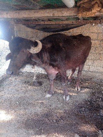 ખળેલી વેચવાની છે